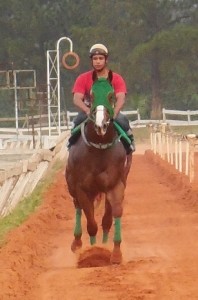 UISQUE VERDE EM TRINAMENTO NESTE DOMINGO NO JOCKEY