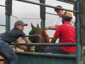 UISQUE VERDE nos box, neste domingo