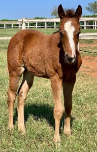 DEBBIE VISTA (BIG LEW x SHES JESS TEMPTING, por MR JESS PERRY)