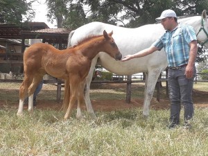 Gaston com DIANA VISTA (Coronado Cartel x Roxy Vista)