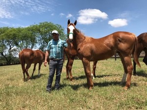 CHARLOTTE VISTA (One Famous Eagle x Orly Vista)