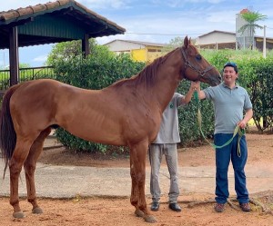 Manuel com GET DOWN PERRY (Mr. Jess Perry x Royal Down Dash, por First Down Dash)