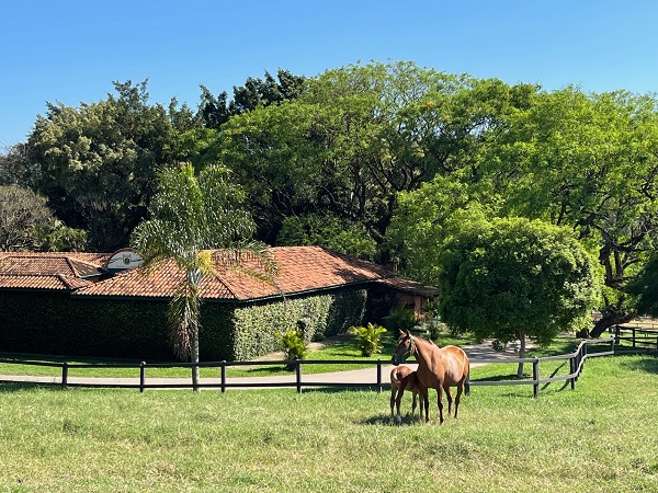 300 cavalos de corrida acabam no matadouro em 22 dias - Vegazeta