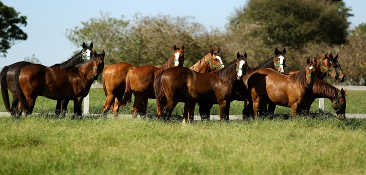 Frente de Baia MS 70  Baias de cavalo, Cavalos quarto de milha