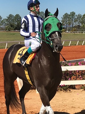 ZAYAT VERDE