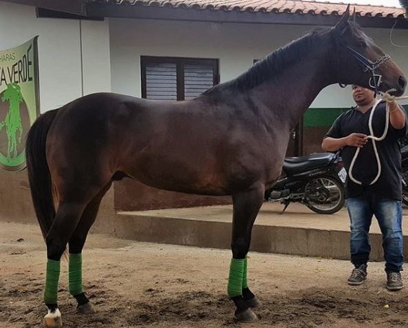 ZE CARIOCA VERDE