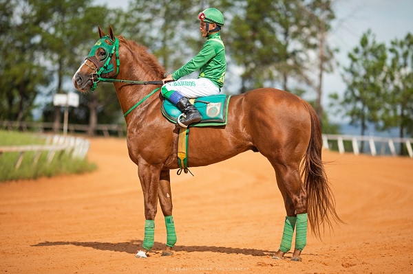 BUDWEISER VERDE