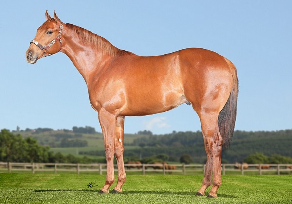 BAFFERT VERDE