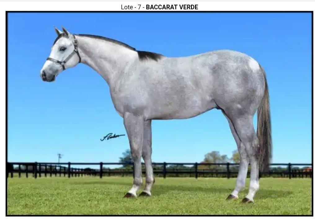 BACCARAT VERDE