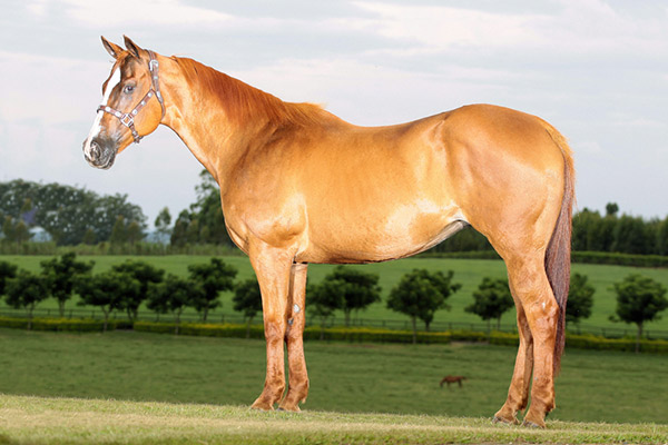 PHILLIPS FILLY