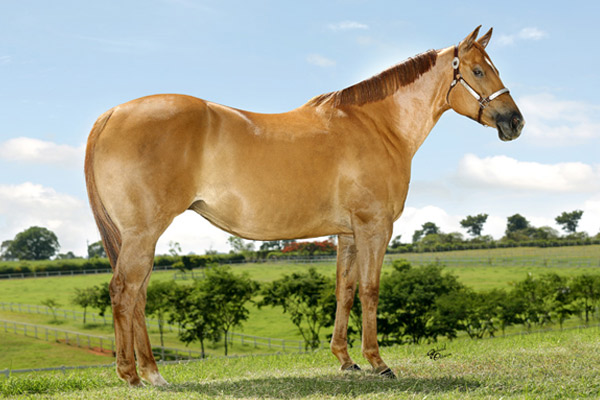 FANCIE FIRE