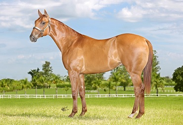 YORK VERDE