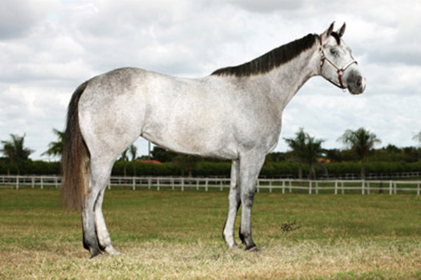 SPLENDENTS FIRSTDOWN