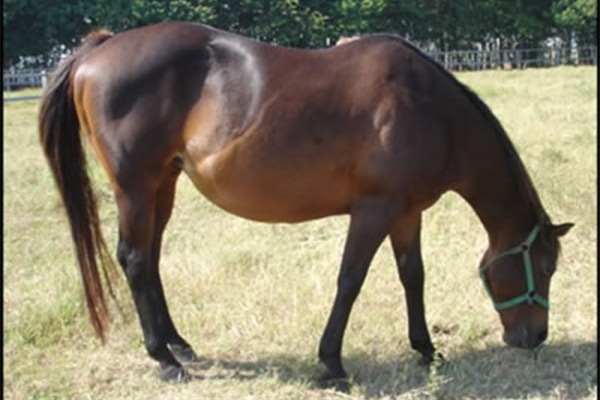DALILOCA TIMETO