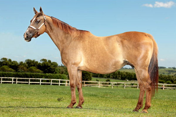 HILARY FILLY