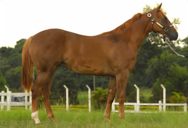 QUARI BRAVO VERDE