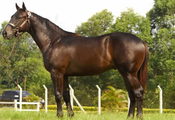 QUILOMBO VERDE