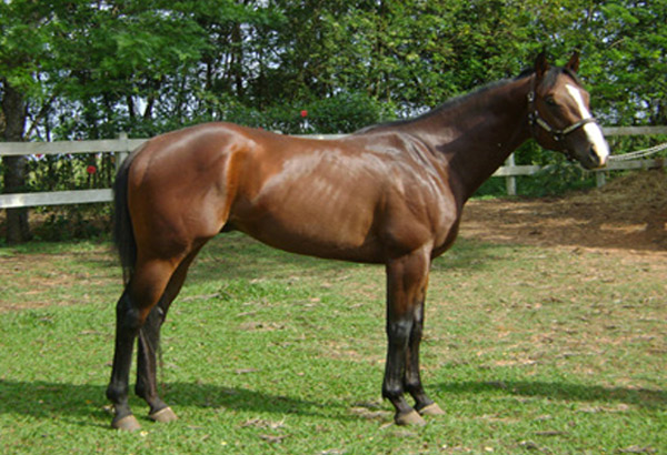 QUORUM VERDE