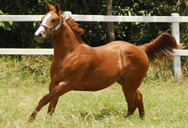 QUARTER HORSE VERDE