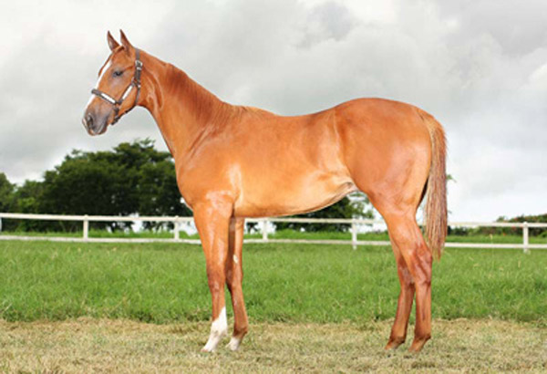 REMINGTON VERDE