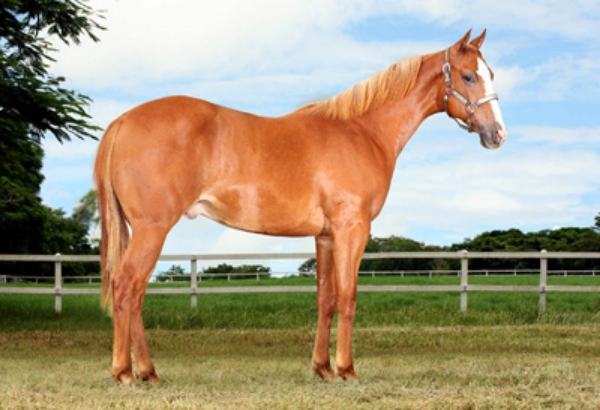 RINTINTIN VERDE