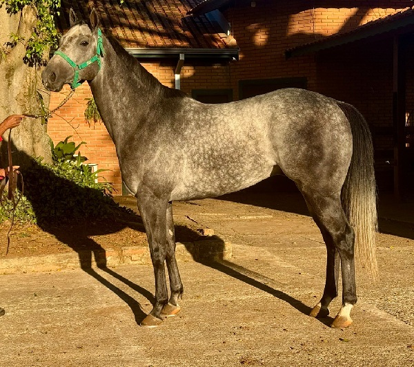 FIGO VERDE