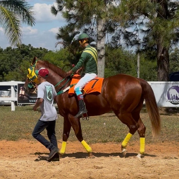 GASPAR VERDE