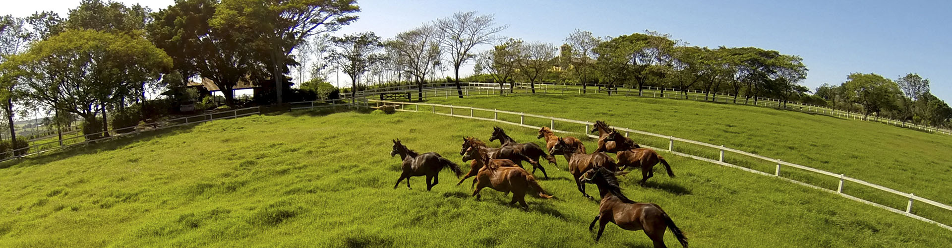 Haras Vista Verde