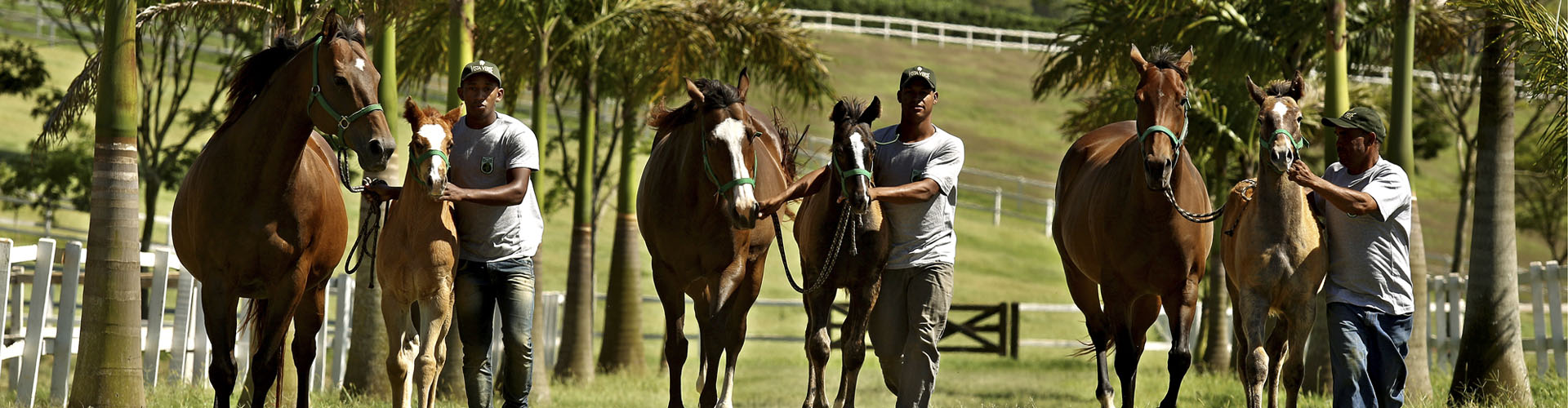 Haras Vista Verde