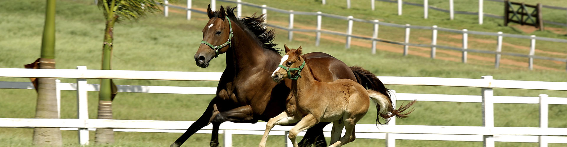 Haras Vista Verde